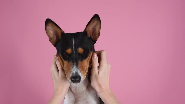 Basenji in the studio on a pink background. The hands of the mistress stroke the dog behind the ears, massage the cheeks and scratch the back. Slow motion. Close up.