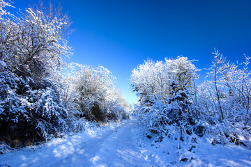 snow covered trees