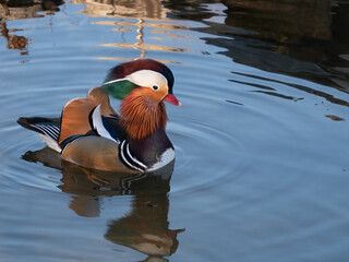 Mandarinente m&auml;nnlich (Aix galericulata) schwimmend mit ausgestrecktem Hals