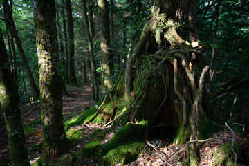 ancient giant tree at Miyazaki, Japan