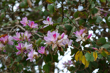 Pink flowers on a tree. The spring bloom. Pink flowers of the oleander tree. Branch with flowers of...