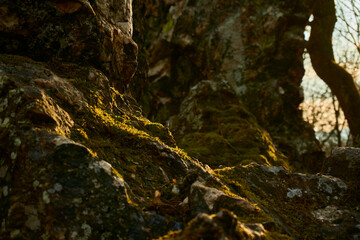 last rays of sunlight on mossy rocks in the Eifel region of west Germany