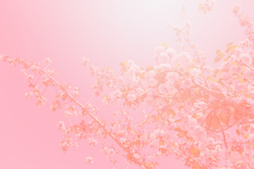 Background of Pink japanese ornamental Cherry Tree (Prunus Serrulata) blossom