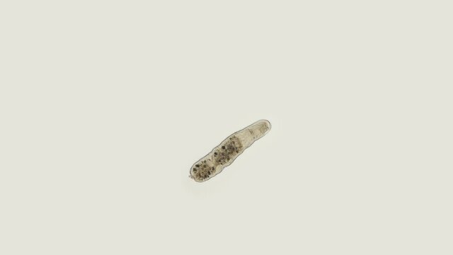 Young worm Microstomum lineare under a microscope, Microstomidae Family, Platyhelminthes Phylum. Freshwater, can multiply by division. Sample found in the Volga River