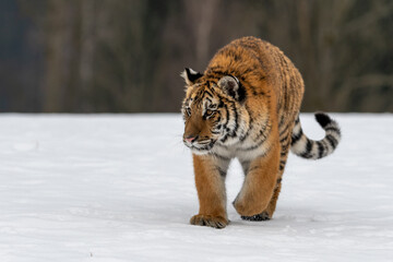 Siberian Tiger running in snow. Beautiful, dynamic and powerful photo of this majestic animal. Set in environment typical for this amazing animal. Birches and meadows