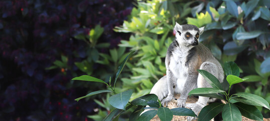 Horizontal banner with Ringtailed lemur on a branch in a rainforest - obrazy, fototapety, plakaty