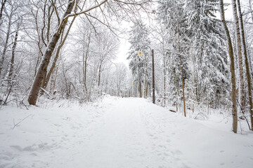 Obraz premium Winter forest, landscape. Trees in the snow. Snowy winter.