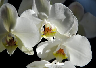 Naklejka na ściany i meble Close up of white orchids with soft green hearts