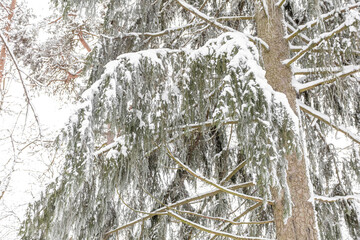 Winter cold background - fir branch covered with white frosty frost and snowflakes in the forest...