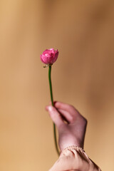 Woman hand giving violet ranunculus flower with love and sensuality. Girt flower to girl in Mother's Day, Valentine's Day or International Women's Day