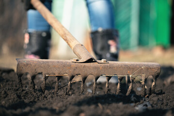 The gardener is loosening the soil by the rake close up.