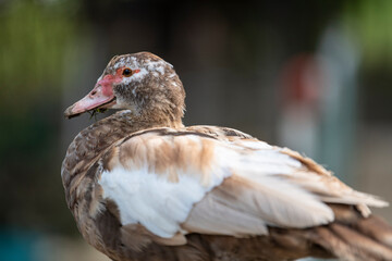 Beautiful female Mallard duck perching on wooden fence rail. Close up.