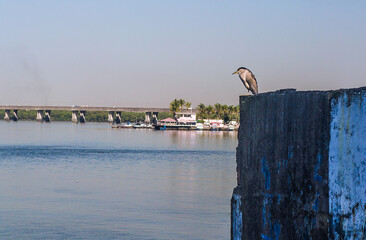 pelicans on the pier