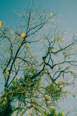 autumn leaves on the water