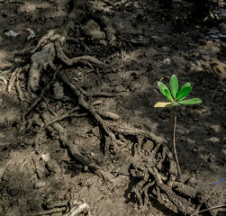 plant growing in soil