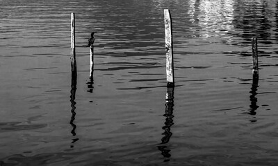 reflection bird in water