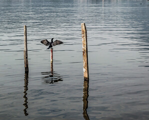 seagull on the pier