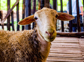portrait of a sheep