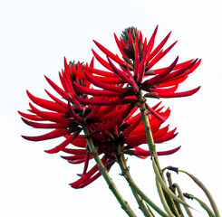 red flower isolated on white