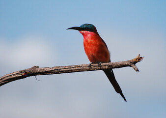 Carmine bee eater