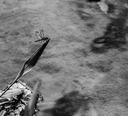 black and white dragonfly on flower