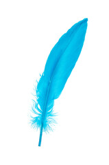 Decorative blue bird feather isolated on the white background