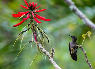 hummingbird on a branch