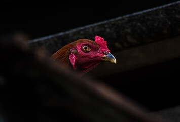 portrait of a rooster on the roof
