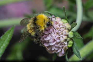 Early bumblebee on scabious plant