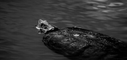 black and white turtle in water