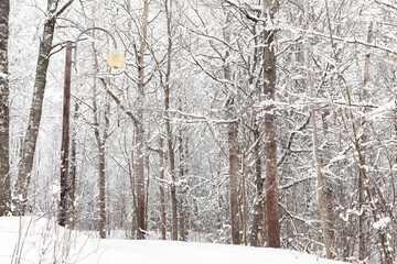 Winter forest, landscape. Trees in the snow. Snowy winter.