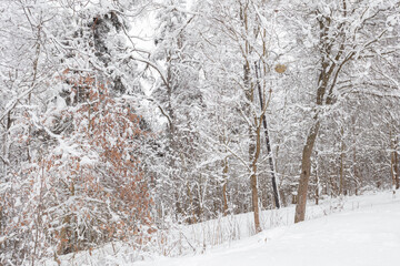 Winter forest, landscape. Trees in the snow. Snowy winter.