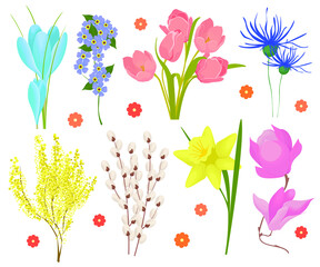Set of spring flowers crocuses, tulips, daffodils, snowdrops isolated on white background. Primroses, field and garden flowers. Vector illustration