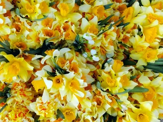 Foto op Plexiglas Daffodil yellow bouquet close-up pattern background top view. Macro first spring flowers (daffodil) narcissus bouquets in floral market from garden. Flowering bright narcis or daffodil view from above © Real Moment