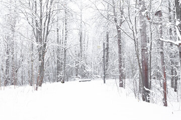 Obraz premium Winter forest, landscape. Trees in the snow. Snowy winter.