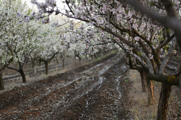 A branch with delicate white flowers of an almond tree in a blooming spring garden. soft selective focus on a branch.
