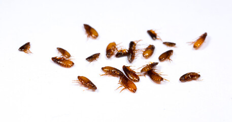 Fleas on a white background close-up. Destruction of parasites in pets. Treatment of premises with...
