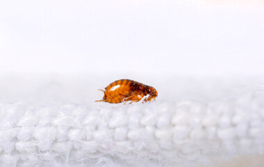 Fleas on a white background close-up. Destruction of parasites in pets. Treatment of premises with...