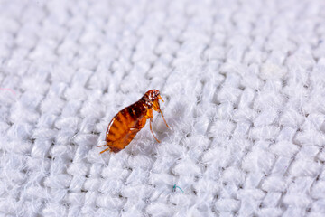 Fleas on a white background close-up. Destruction of parasites in pets. Treatment of premises with...
