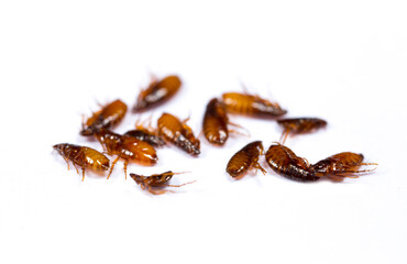 Fleas on a white background close-up. Destruction of parasites in pets. Treatment of premises with insecticides.
