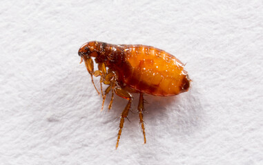 Fleas on a white background close-up. Destruction of parasites in pets. Treatment of premises with...