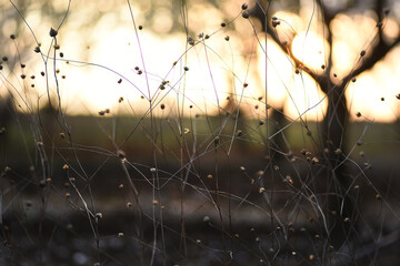 creative photo of dry grass in the garden in the evening light at sunset. very soft selective focus.