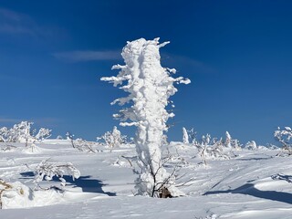 Japanese Monster tree 