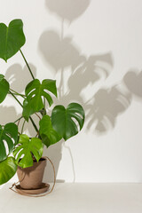 Houseplant Monstera close-up on a white table against a white wall, the shadow of a flower on the wall, biophilic design