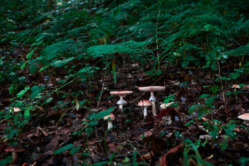 Fungi on the forest bed