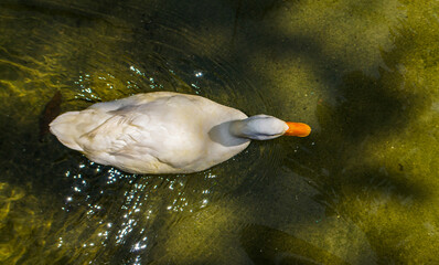 white duck swimming