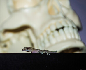 lizard gecko