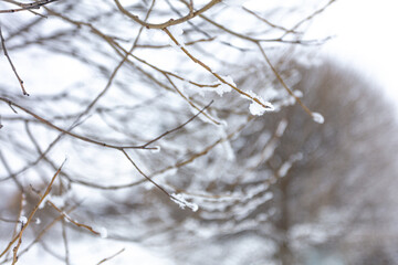Willows in hoarfrost. Frost in the trees. Beautiful winter landscape
