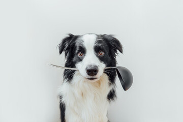 Naklejka na ściany i meble Funny portrait of cute puppy dog border collie holding kitchen spoon ladle in mouth isolated on white background. Chef dog cooking dinner. Homemade food restaurant menu concept. Cooking process