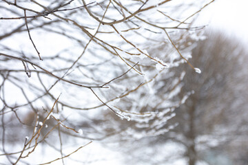 Willows in hoarfrost. Frost in the trees. Beautiful winter landscape
